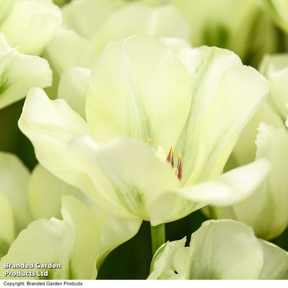 Tulip 'Spring Green'