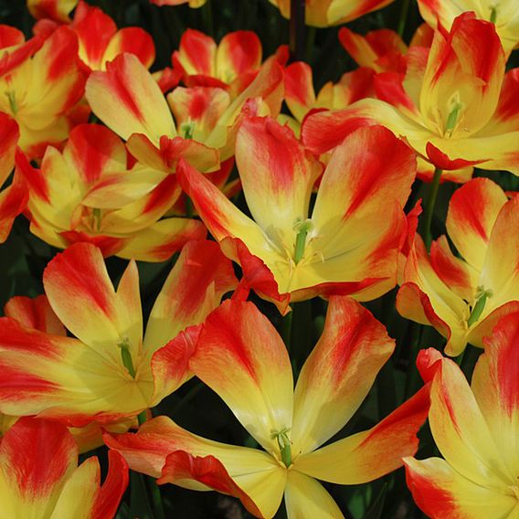 Tulip 'Suncatcher'