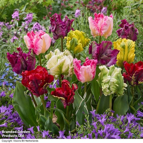 Tulip 'Tropical Parrot Mix'