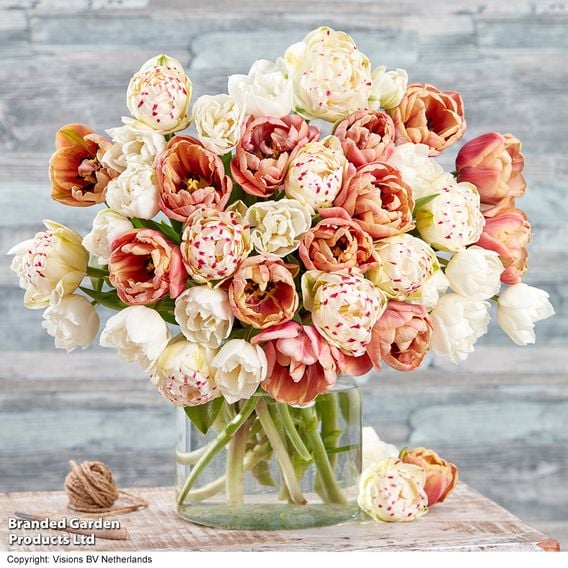 Tulip 'Vintage Double Mix'