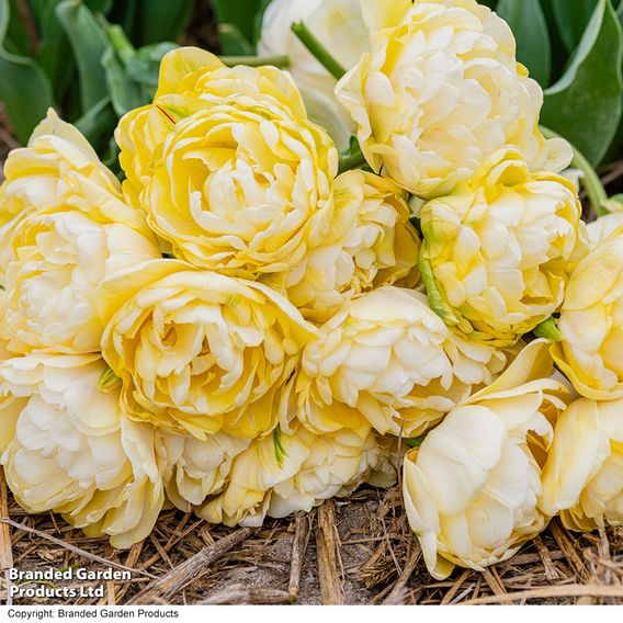 Tulip 'Wedding Dream'