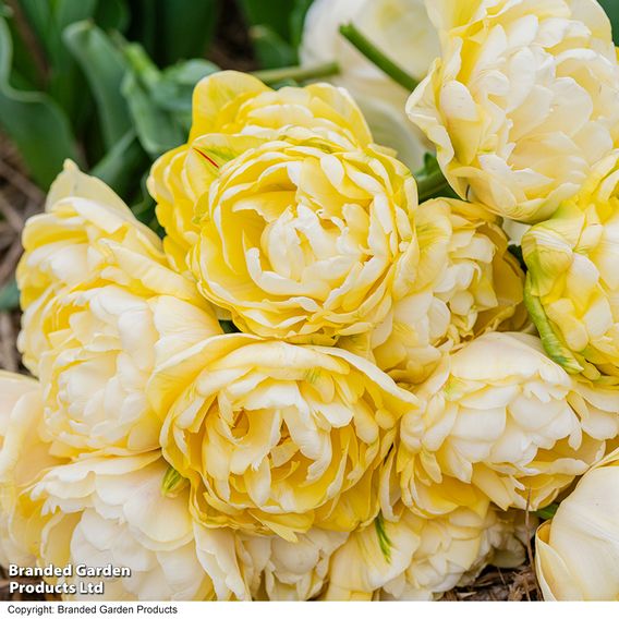 Tulip 'Wedding Dream'