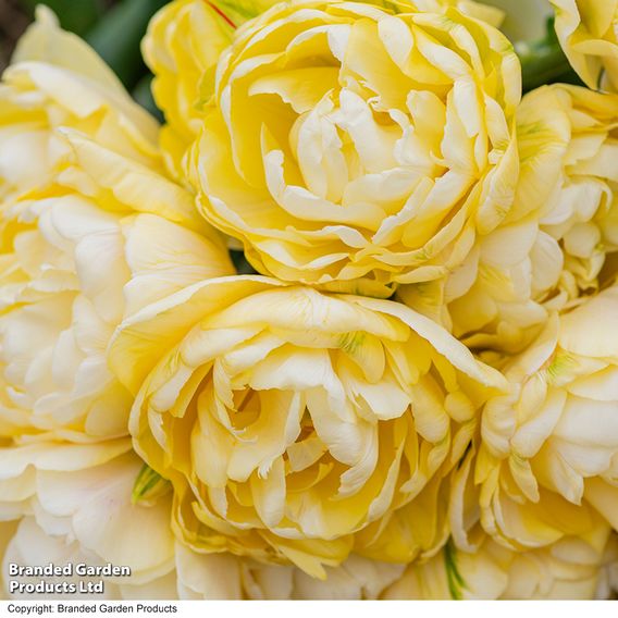 Tulip 'Wedding Dream'