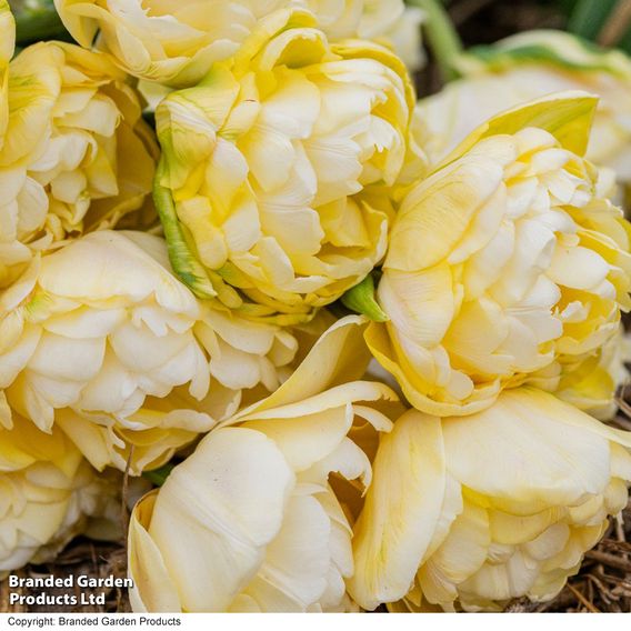 Tulip 'Wedding Dream'