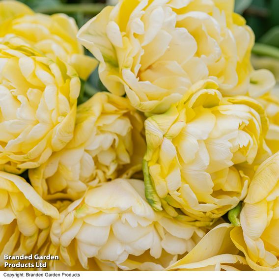 Tulip 'Wedding Dream'