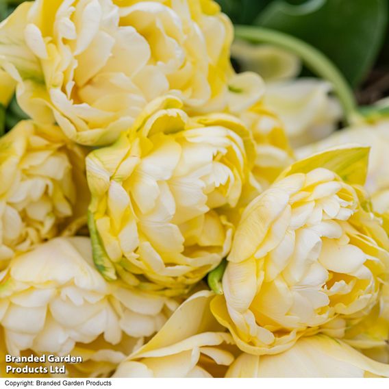 Tulip 'Wedding Dream'