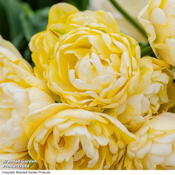 Tulip 'Wedding Dream'