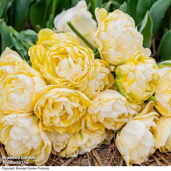 Tulip 'Wedding Dream'