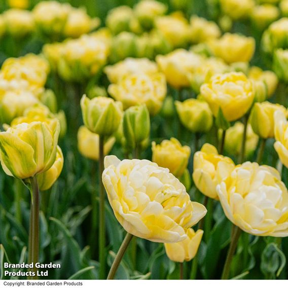 Tulip 'Wedding Dream'