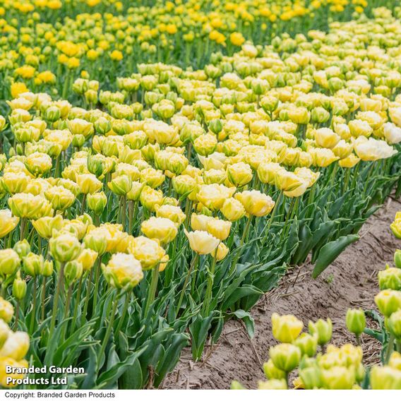 Tulip 'Wedding Dream'