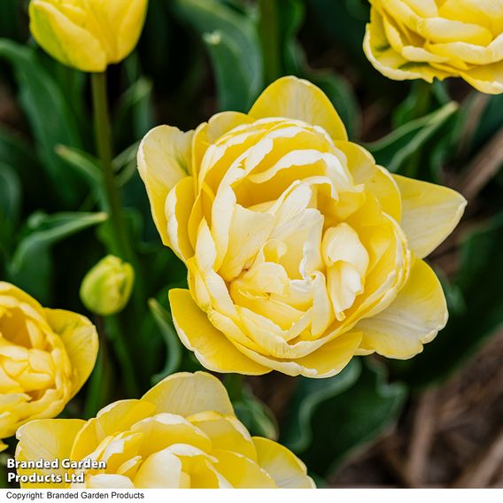 Tulip 'Wedding Dream'