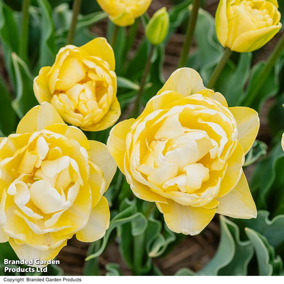 Tulip 'Wedding Dream'
