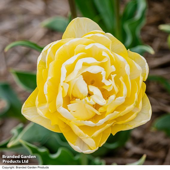 Tulip 'Wedding Dream'