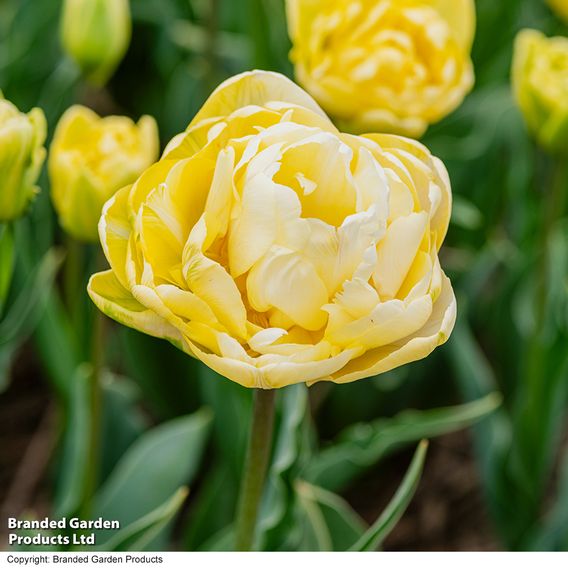 Tulip 'Wedding Dream'