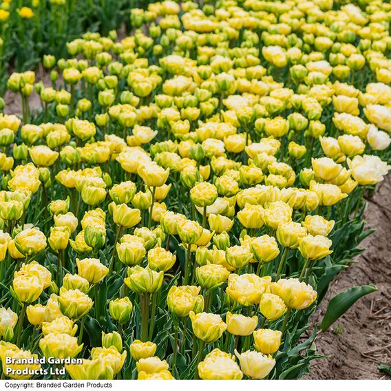 Tulip 'Wedding Dream'