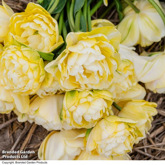 Tulip 'Wedding Dream'