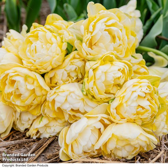 Tulip 'Wedding Dream'