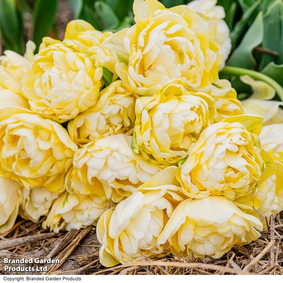Tulip 'Wedding Dream'