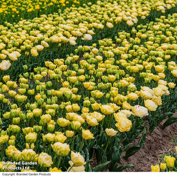 Tulip 'Wedding Dream'
