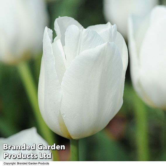 Tulip 'White Dream'