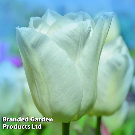 Tulip 'White Prince'