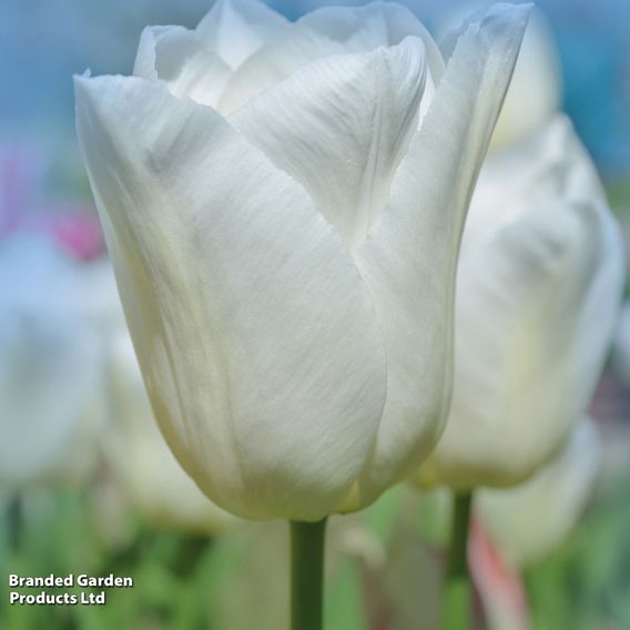 Tulip 'White Prince'