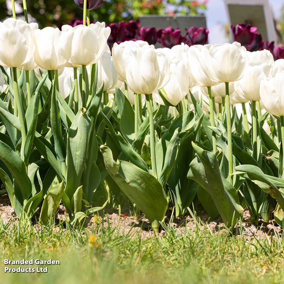 Tulip 'White Prince'
