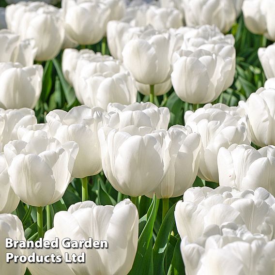 Tulip 'White Prince'