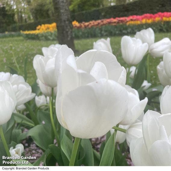Tulip 'White Prince'