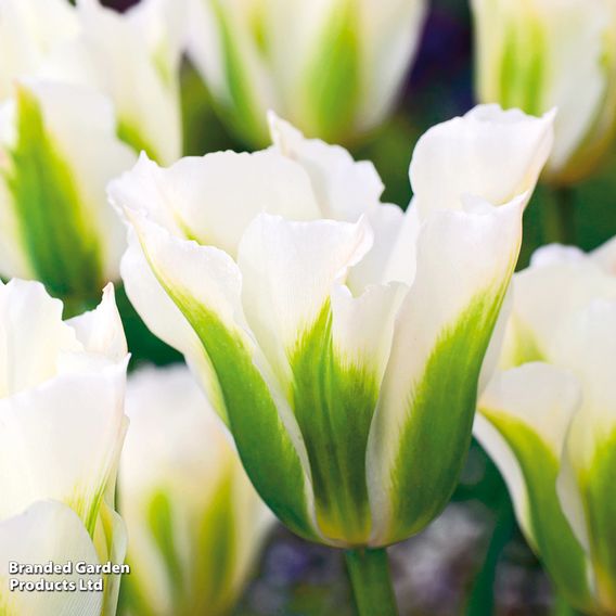 Tulip 'Spring Green'