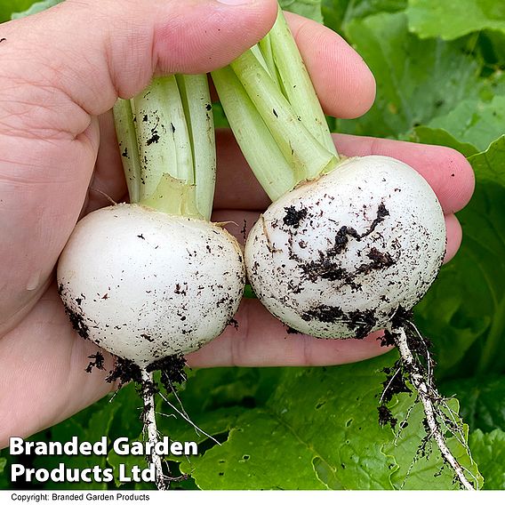 Turnip Silky Sweet F1 - Seeds