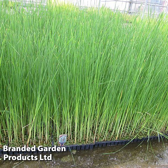 Typha angustifolia (Marginal Aquatic)