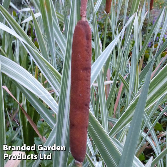 Typha latifolia 'Variegata' (Marginal Aquatic)
