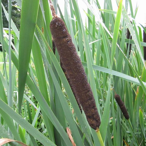Typha latifolia (Marginal Aquatic)