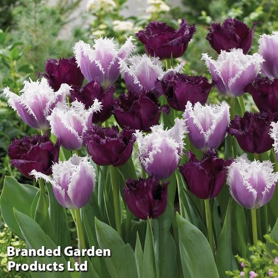 Tulip 'Black Cherry Frost'