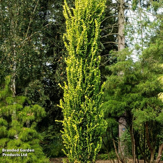 Ulmus x hollandica 'Wredei' (Mature Tree)