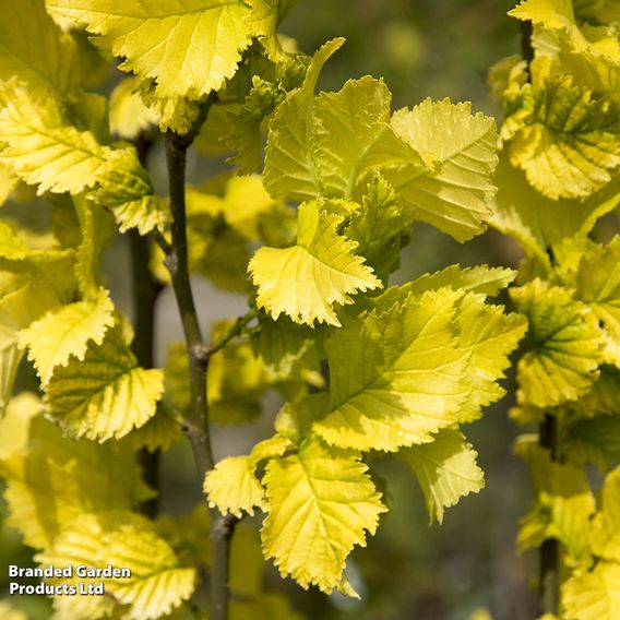 Ulmus x hollandica 'Wredei' (Mature Tree)