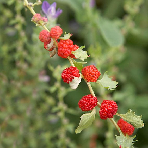 Strawberry 'Strawberry Sticks (Chenopodium)' - Seeds