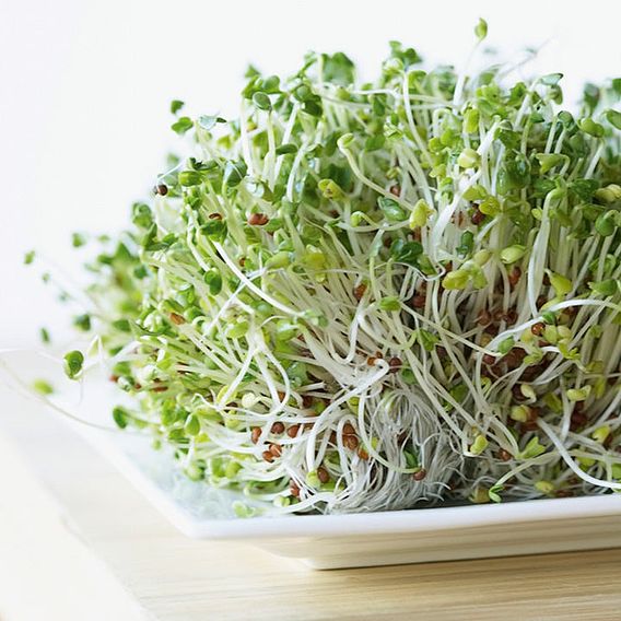 Alfalfa Sprouting - Seeds