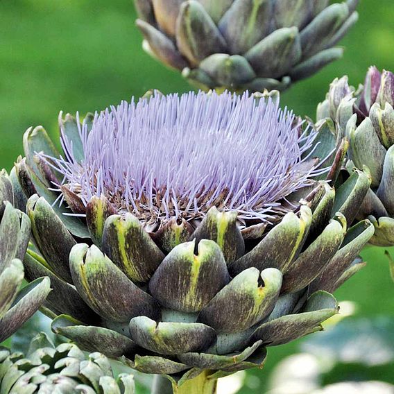 Globe Artichoke 'Purple Globe'