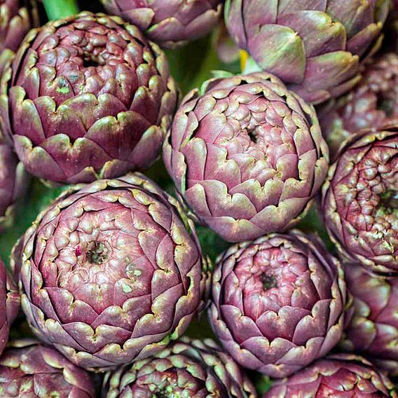 Artichoke 'Purple de Provence' - Seeds