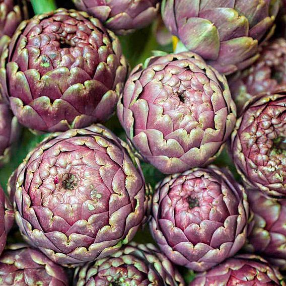 Artichoke Seeds - Purple de Provence