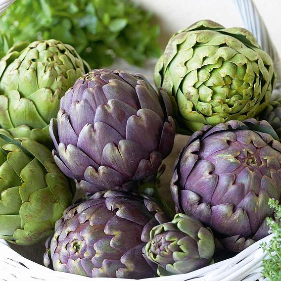 Globe Artichoke 'Green Globe Improved' F1 Hybrid