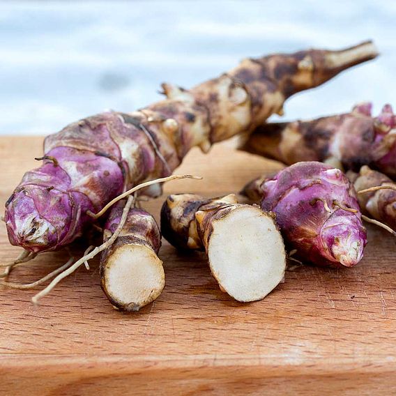 Jerusalem Artichoke 'Papas' (Gourmet Roots)