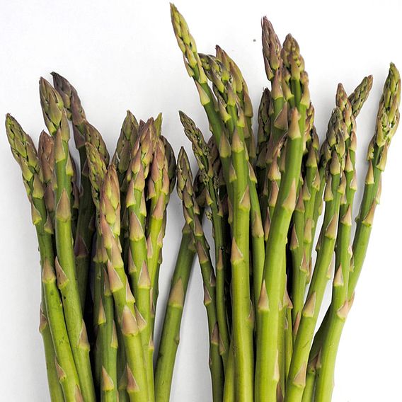 Asparagus Seeds - F1 Ariane