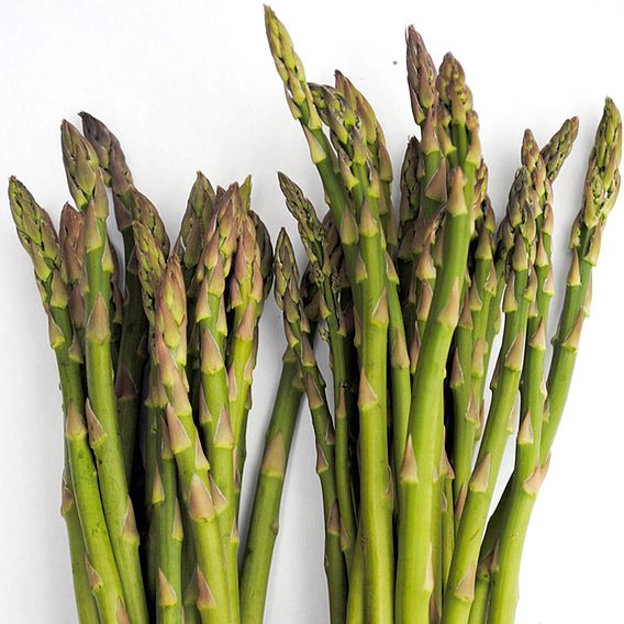 Asparagus F1 'Ariane' - Seeds