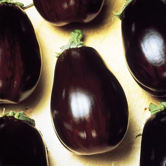 Aubergine Seeds - Black Beauty