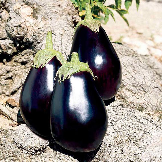 Aubergine Seeds - F1 Galine