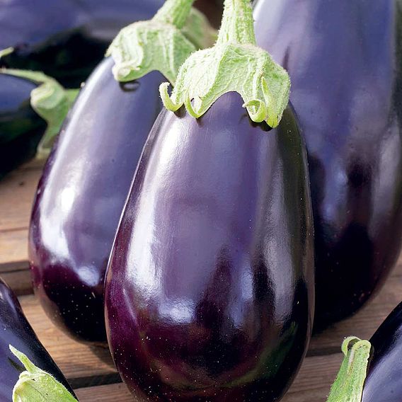 Aubergine Seeds - Black Beauty