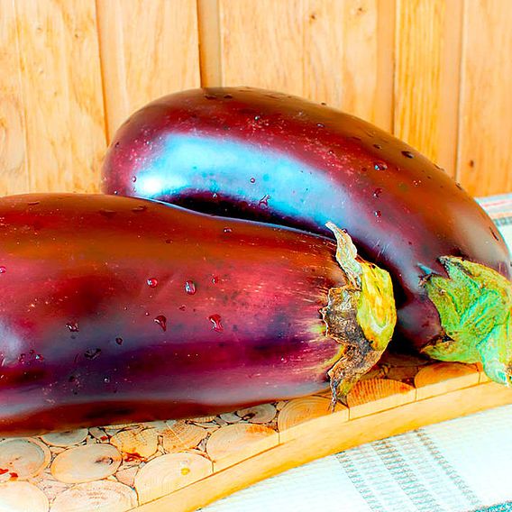 Aubergine Seeds - F1 Galine